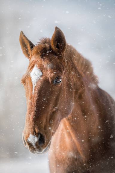 zootherapie_equestre